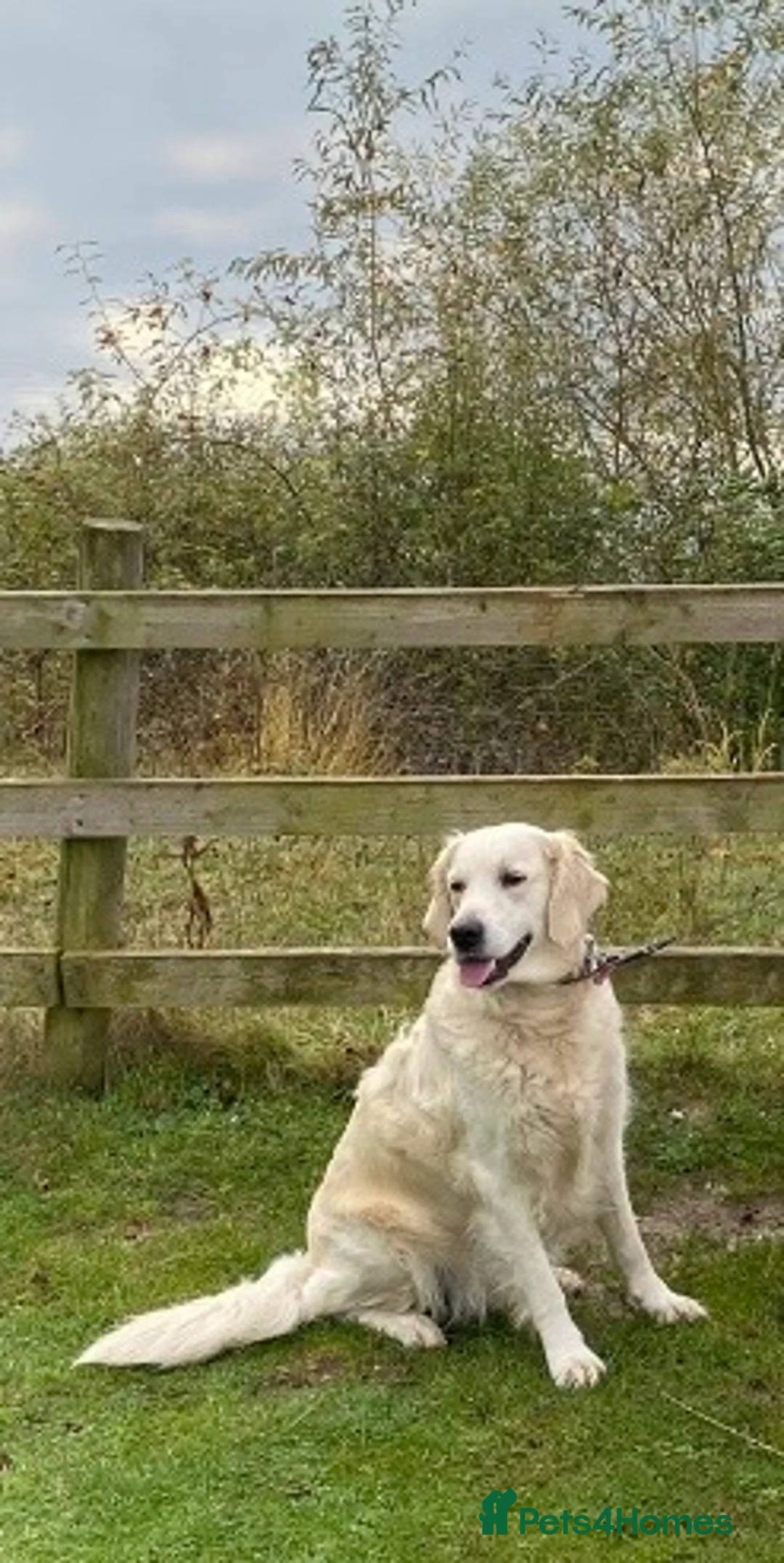 Golden Retriever dogs for sale: Golden retriever puppies in Bedford - Advert 6