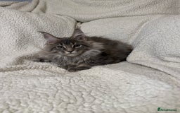 Maine Coon cats for sale: Stunning Maine Coon kittens - Image 3