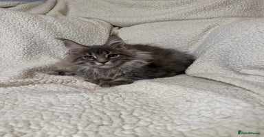 Maine Coon cats - Advert 4