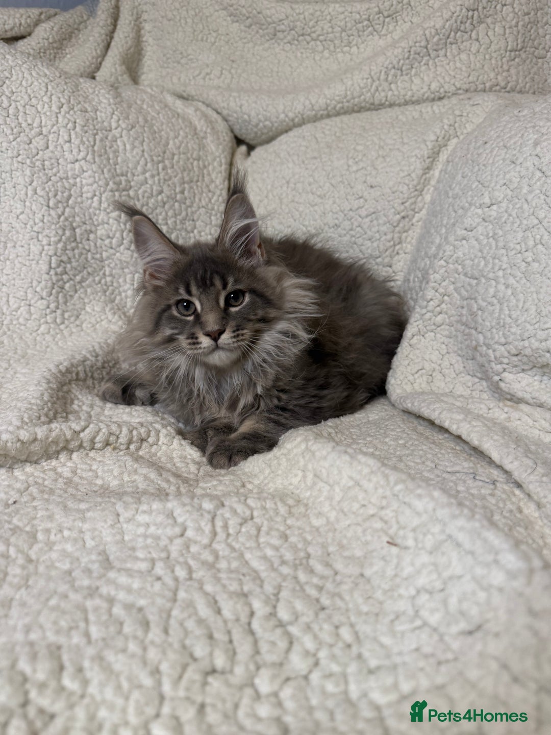 Maine Coon cats for sale: Stunning Maine Coon kittens - Image 3