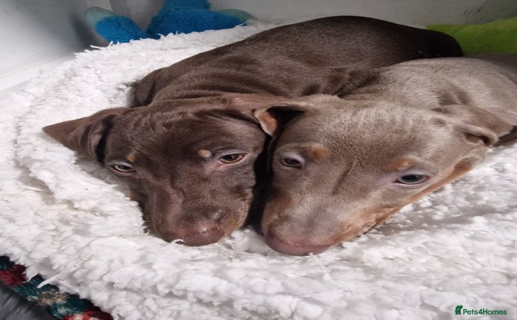 Dachshund dogs - Advert 5