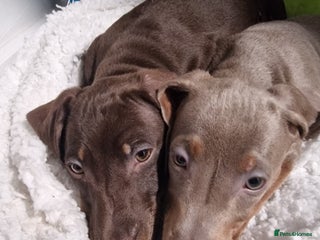 Dachshund dogs - Advert 2