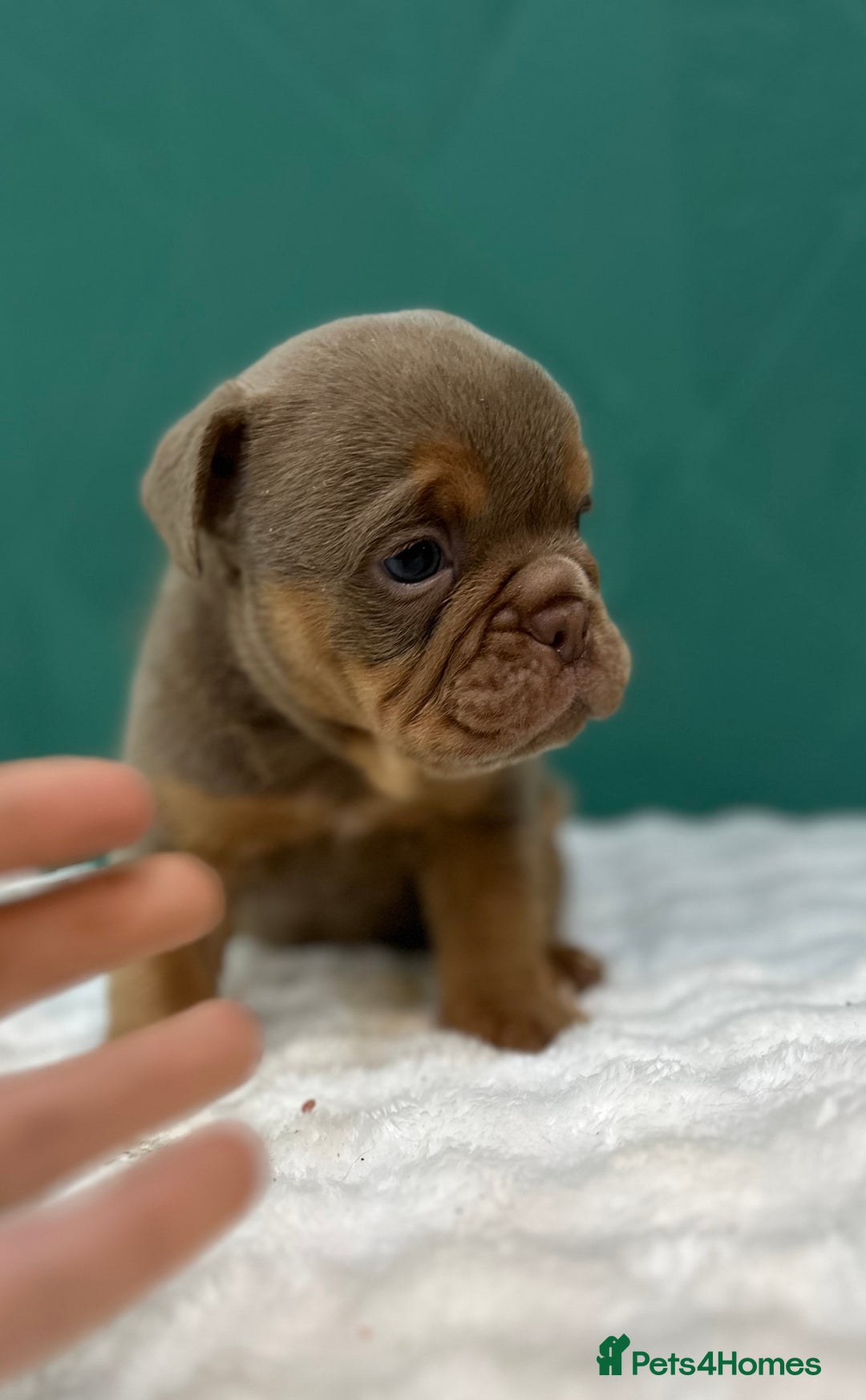 Old Tyme Bulldog dogs for sale: 5 Gorgeous olde bulldogs  - Advert 6