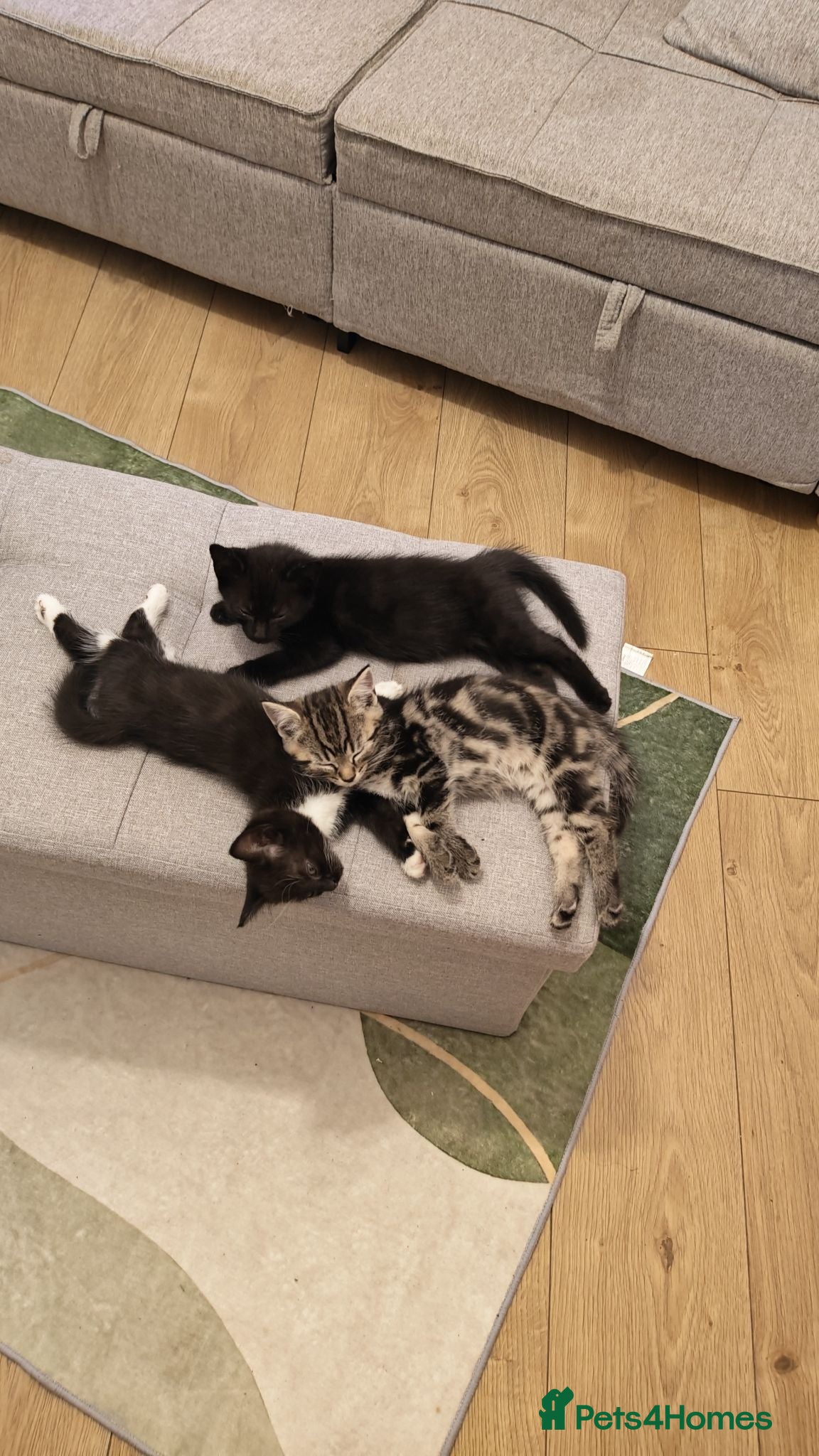Mixed Breed cats Adorable Kittens Ready for Loving Homes ❤️ - Advert 2