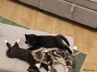 Mixed Breed cats Adorable Kittens Ready for Loving Homes ❤️ - Advert 1