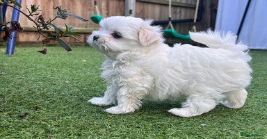 Maltese dogs - Advert 13