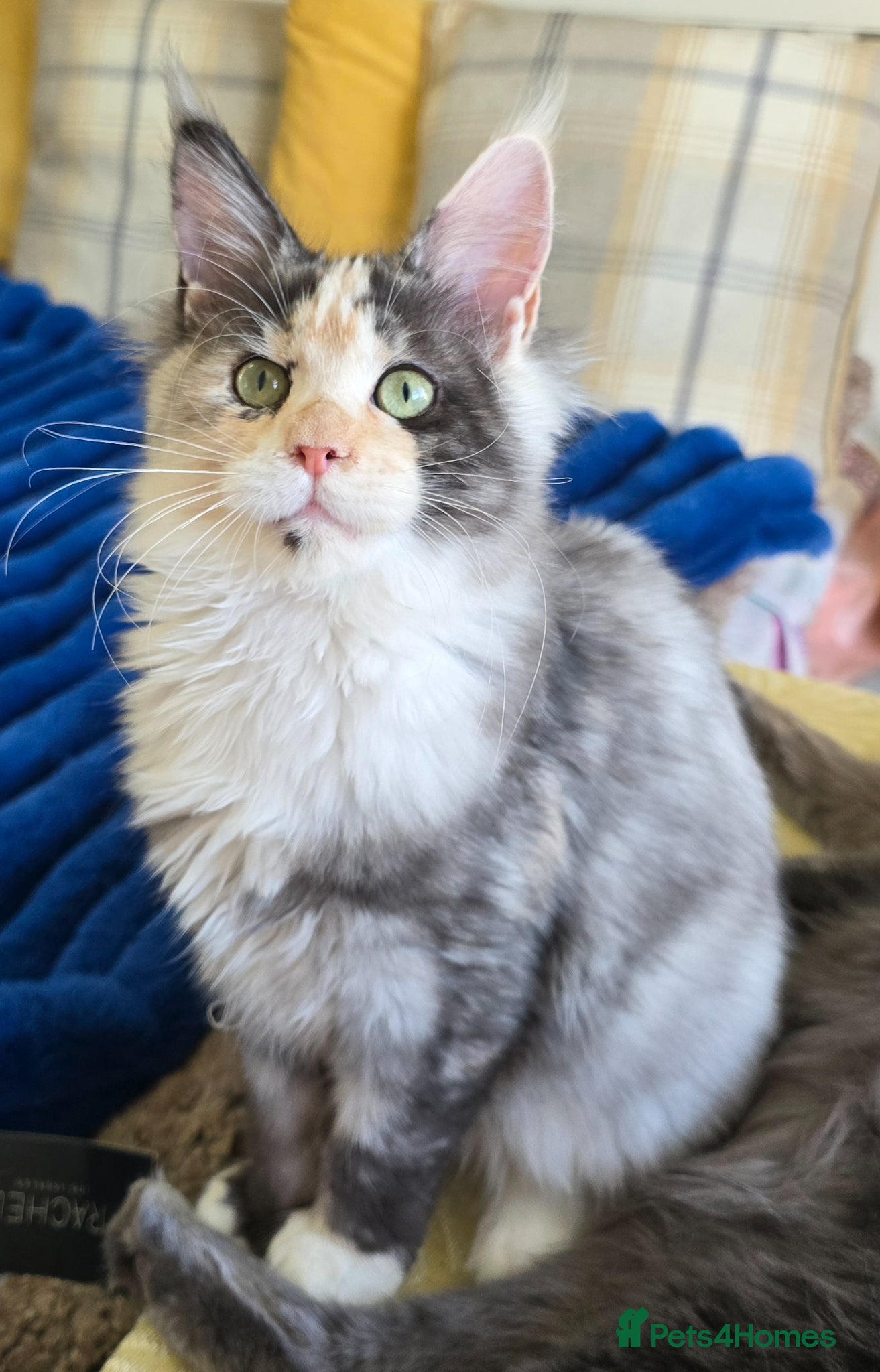 Maine Coon cats  Maincoon girls. parents  HCM, SMA, PK-DEF N/N - Advert 6