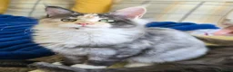 Maine Coon cats for sale:  Maincoon girls. parents  HCM, SMA, PK-DEF N/N - Advert 1