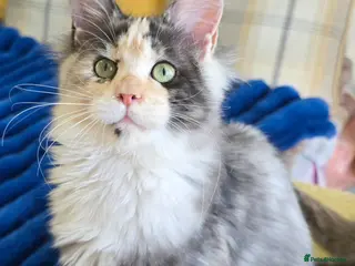 Maine Coon cats Maincoon girls. parents HCM, SMA, PK-DEF N/N - Advert 16
