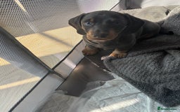 Miniature Dachshund dogs for sale: READY TO GO! ⭐️ 1 Beautiful Boy AVAILABLE!  - Image 2