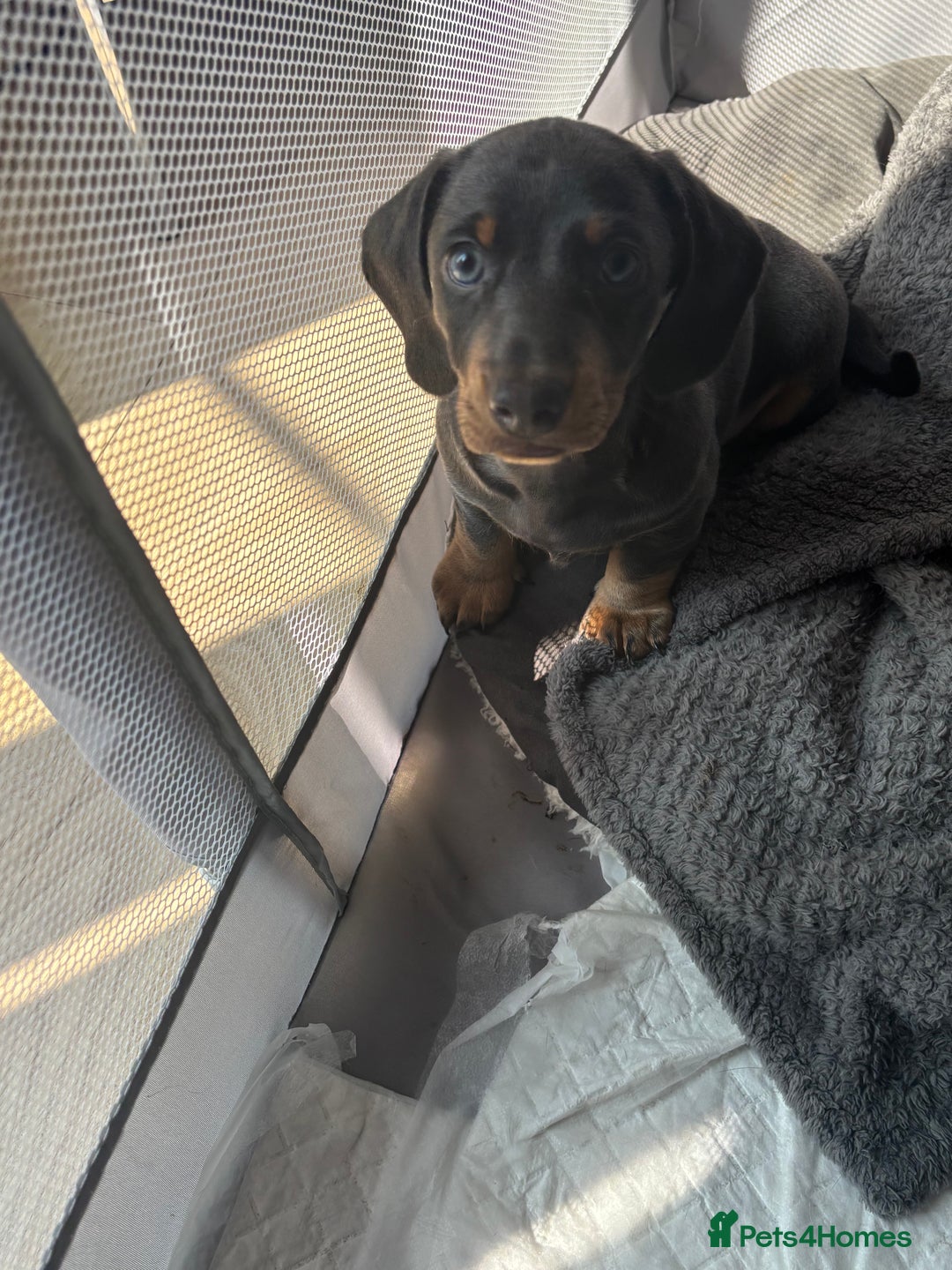 Miniature Dachshund dogs for sale: READY TO GO! ⭐️ 1 Beautiful Boy AVAILABLE!  - Image 2