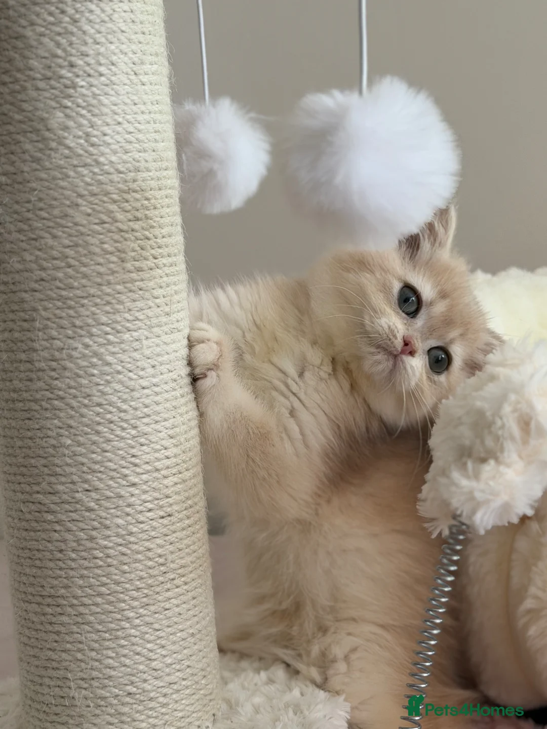 British Shorthair cats for sale: Godlen Blue British Shorthair kittens - Advert 2