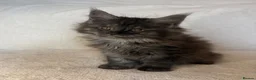 Maine Coon cats for sale: READY NOW 🐾 STUNNING GCCF MAINE COON KITTENS 🐾 - Advert 5