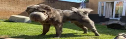 Shar Pei dogs for sale: Rare Blue Bearcoat Shar Pei Male 1 year old - Advert 23