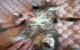 Maine Coon cats for sale: Maine Coon Kitten  - Image 14