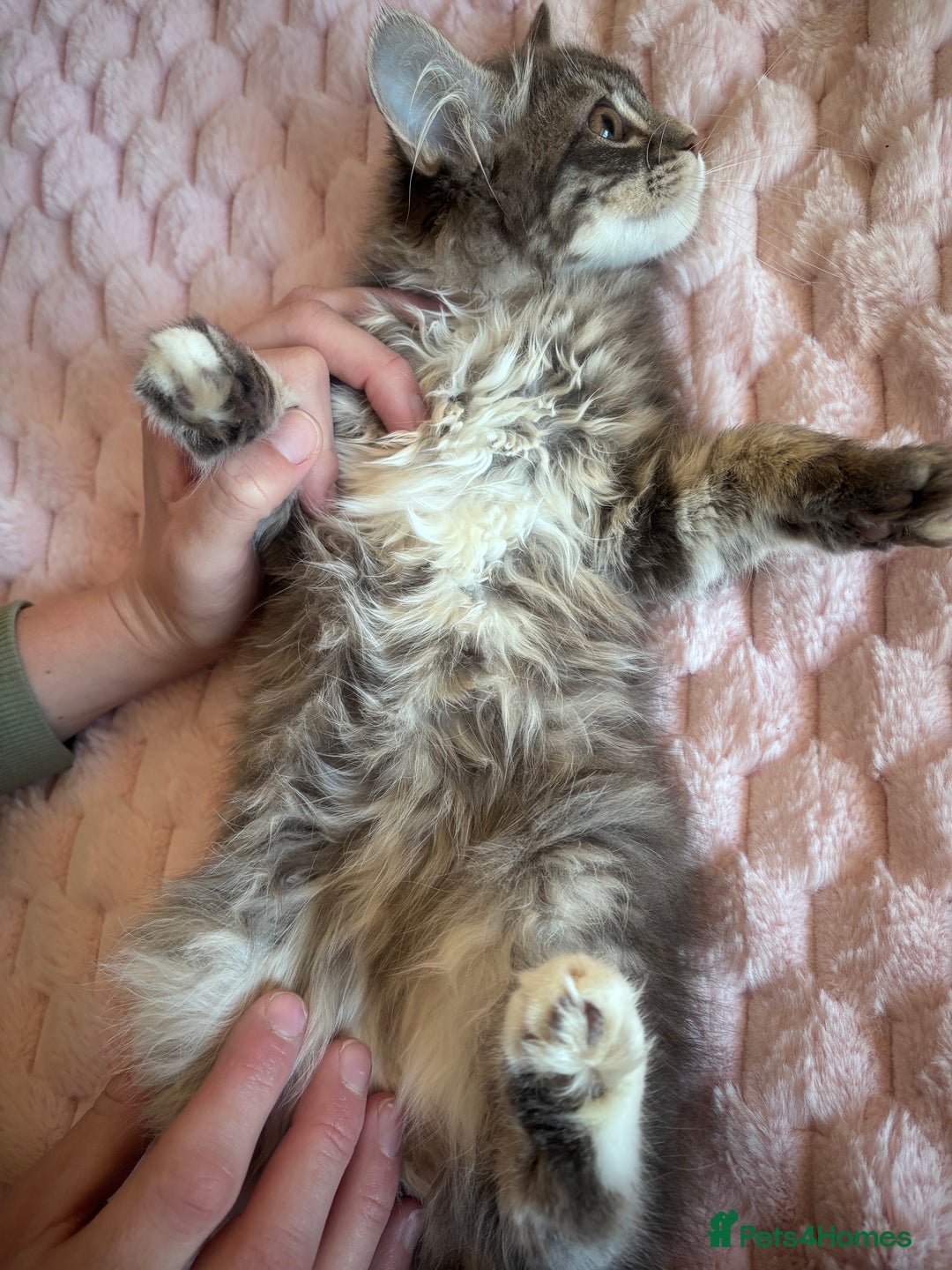 Maine Coon cats for sale: Maine Coon Kitten  - Image 14