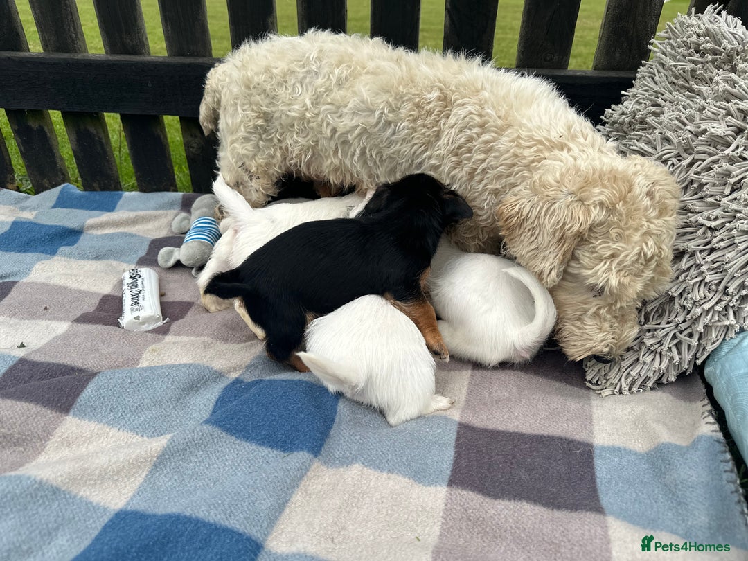 Mixed Breed dogs for sale: Jack Russel X Sealyham Terrier puppies - Image 6