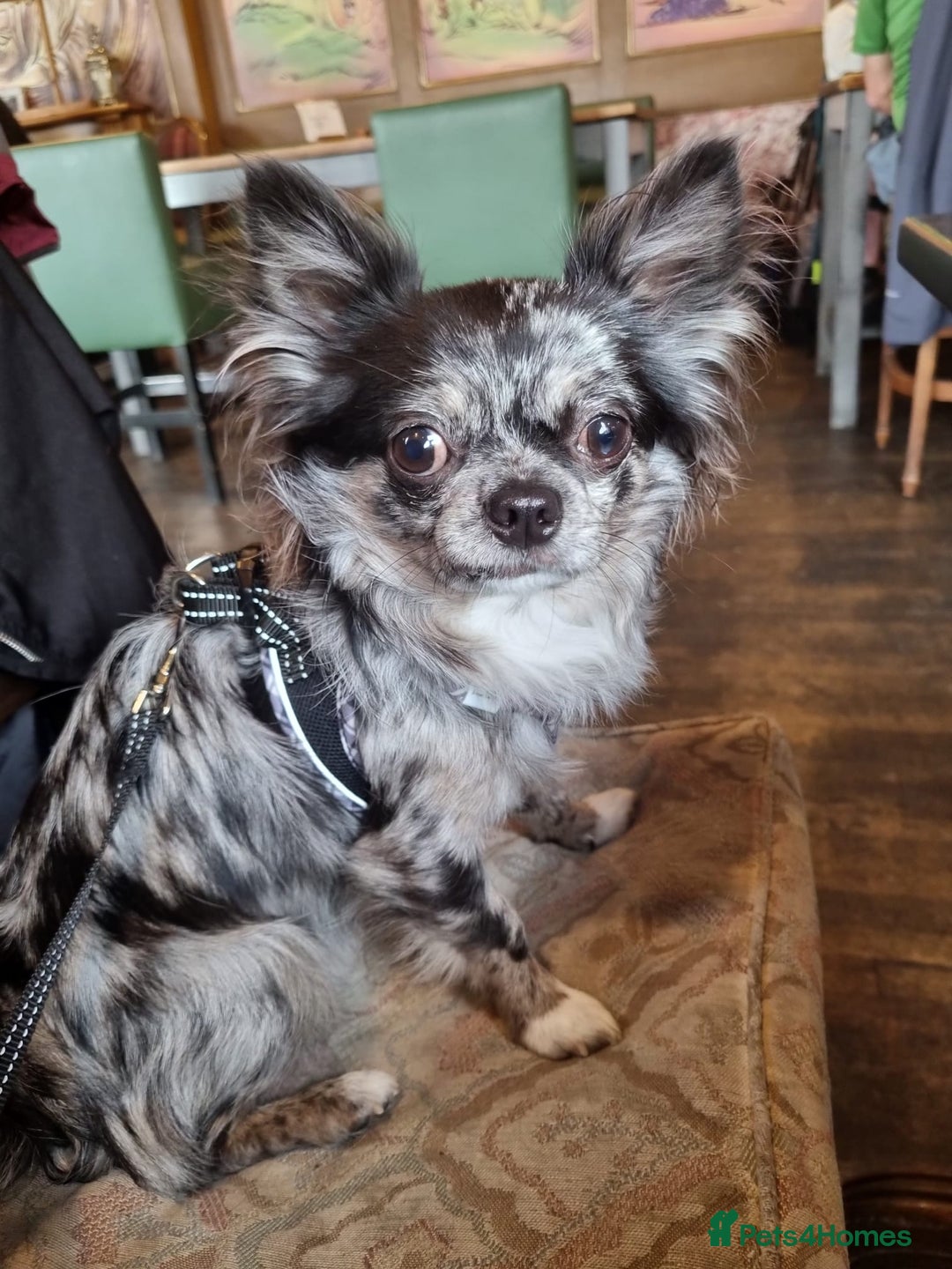 Chihuahua dogs for stud: Looking to stud for first time - Advert 2