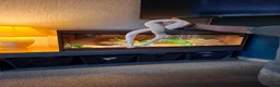 Python Snake reptiles for sale: Royal python - Advert 5
