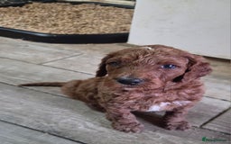 Irish Doodle dogs for sale: Irish Doodle Standard - Image 3