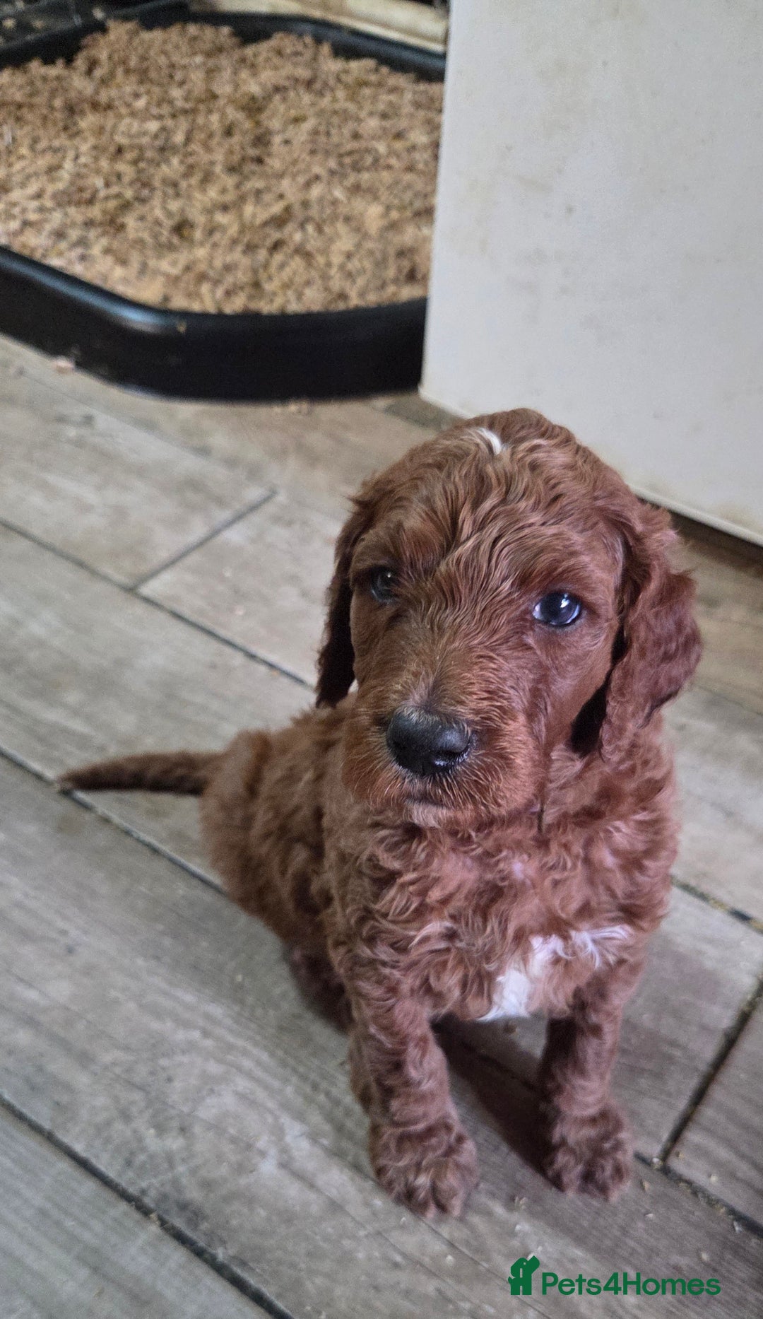 Irish Doodle dogs for sale: Irish Doodle Standard - Image 3