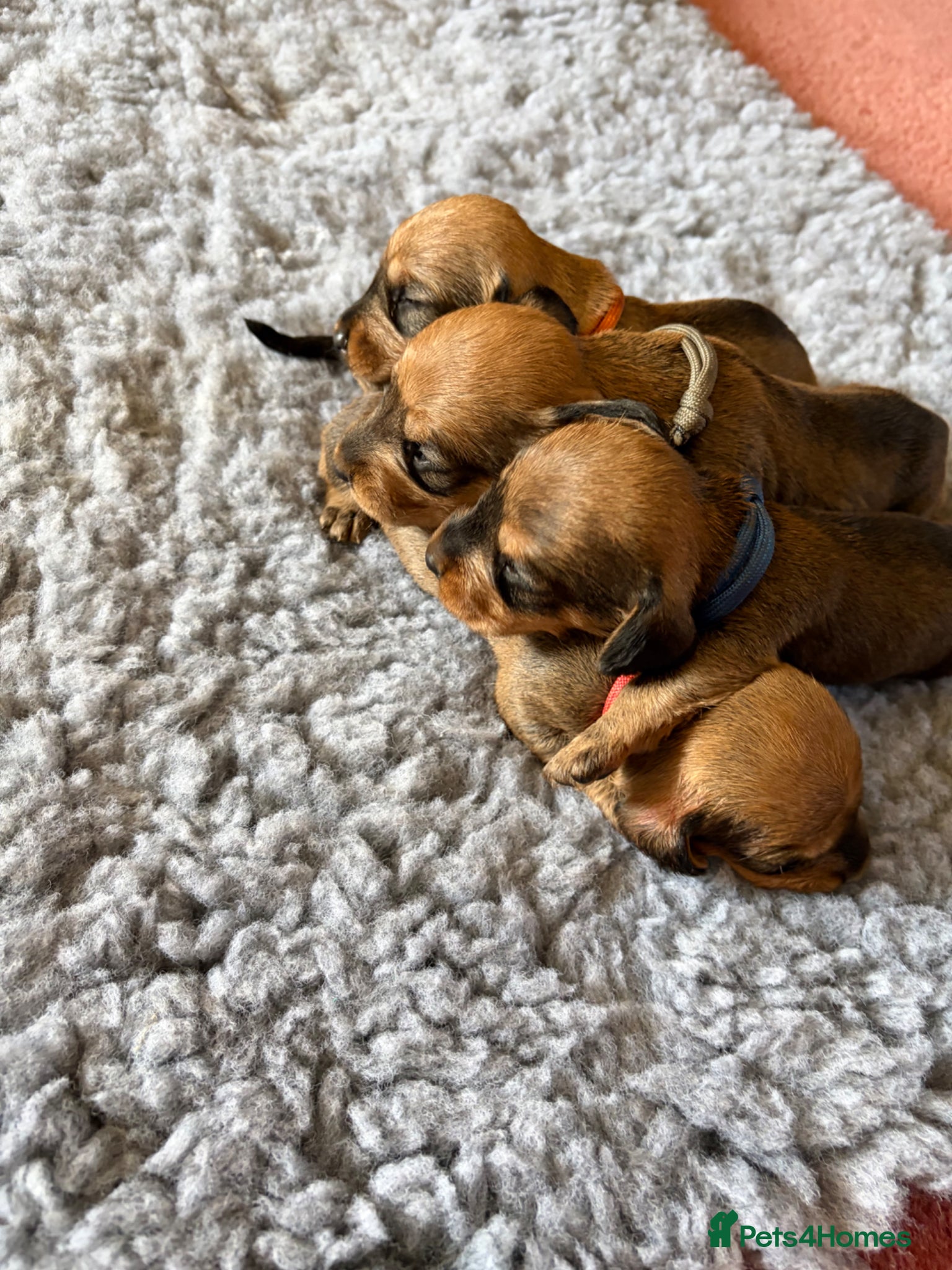 Dachshund dogs for sale: Beautiful Pedigree Wire-Haired Dachshund Puppies - Advert 13