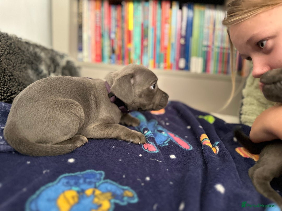 Staffordshire Bull Terrier dogs for sale: Stunning Blue staffy KC Registered Bullscaff Pups - Image 29