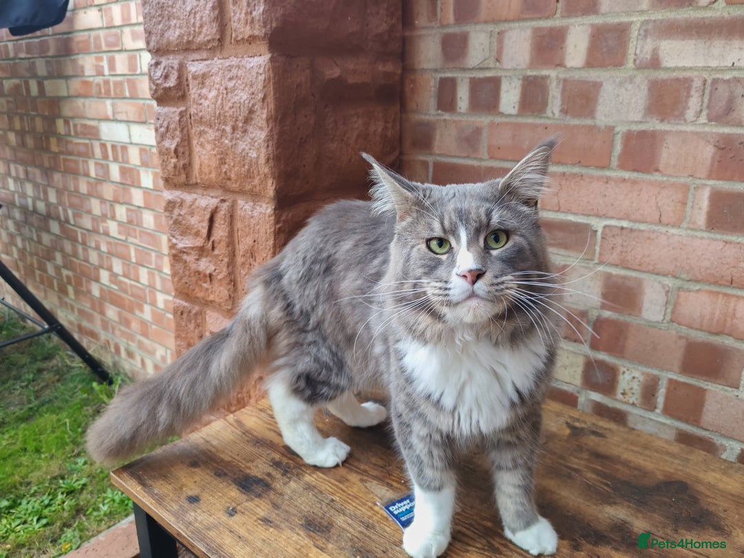 Maine Coon cats for sale: Amazing boy - Image 4