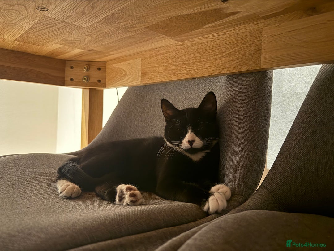 Mixed Breed cats for sale: 2 rescued kittens need a loving home!  - Image 5