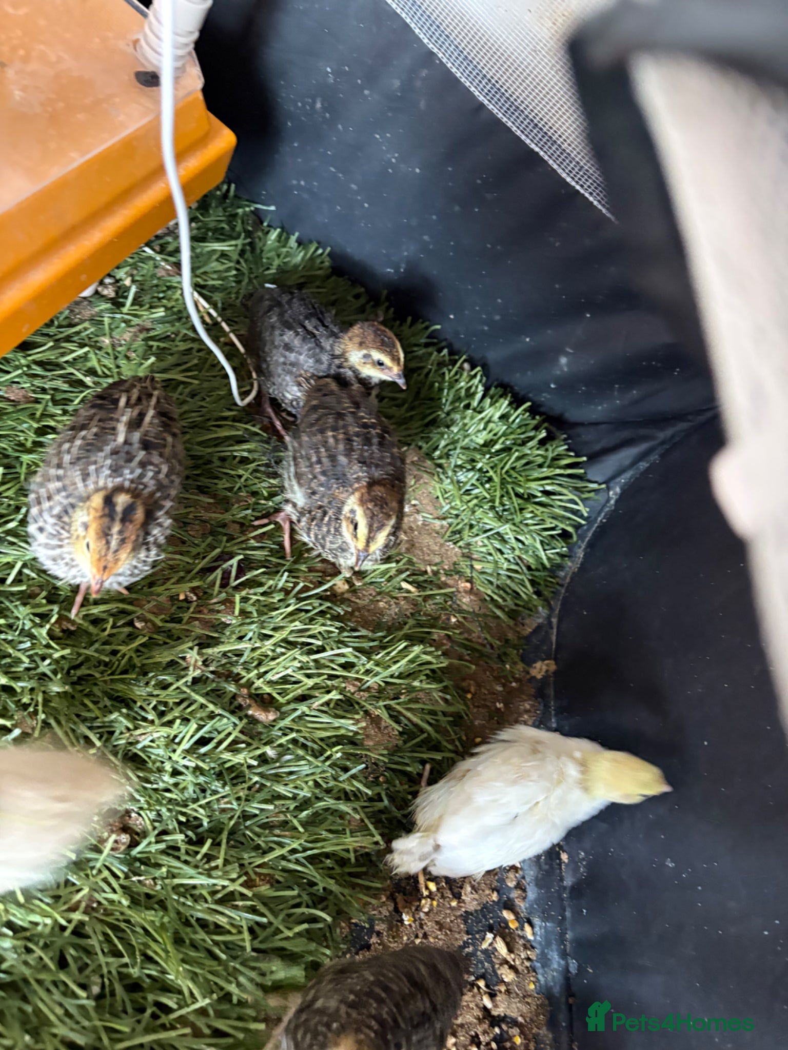 Quail poultry Coturnix Quail / English whits  - Advert 2