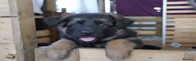 German Shepherd 2