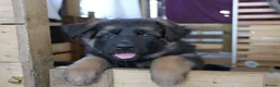 German Shepherd dogs for sale: GermanShepherd puppy’s GSD - Advert 4