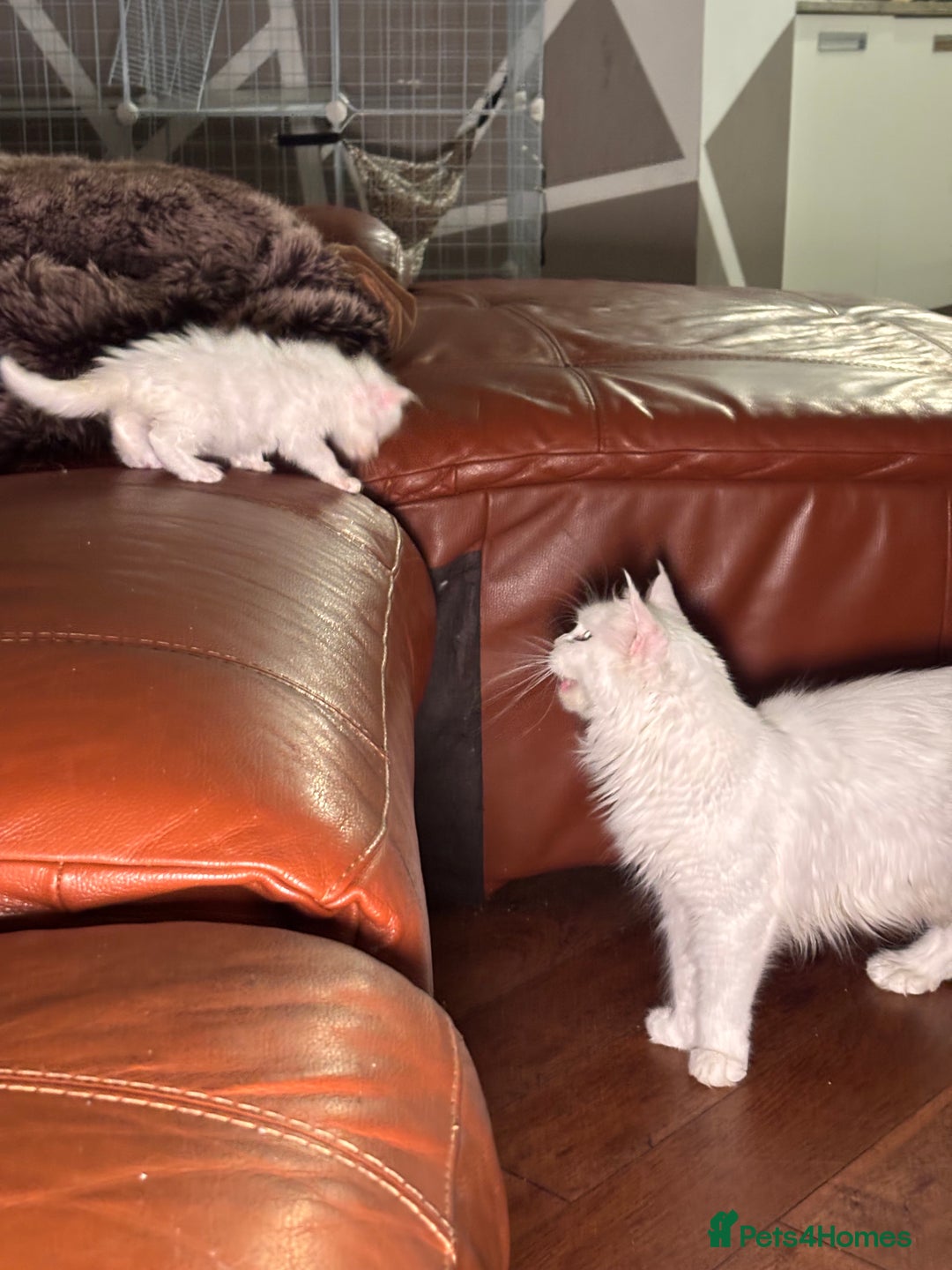 Maine Coon cats for sale: Rare 7-toed, Champion, Russian Maine coon kittens - Image 12
