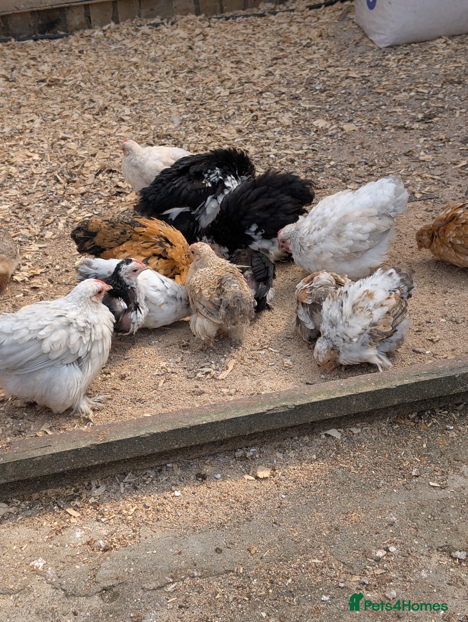 Chickens poultry Pekin bantam female growers/day old chicks  - Advert 2