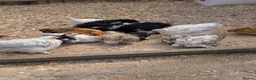 Chickens poultry for sale: Pekin bantam female growers/day old chicks  - Advert 1