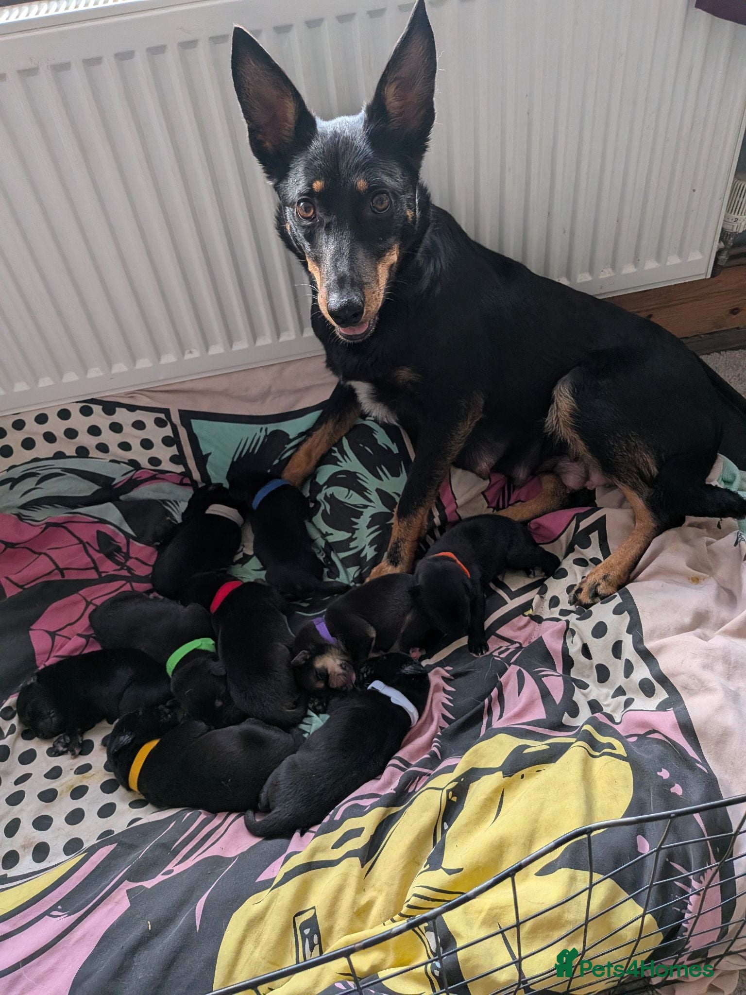 Mixed Breed dogs Huntaway puppies in need of a loving home - Advert 11