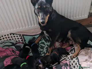 Mixed Breed dogs Huntaway puppies in need of a loving home - Advert 1