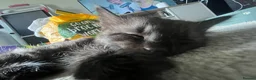 Maine Coon cats for sale: Maine Coon Kittens  - Advert 15