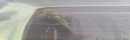 Axolotl reptiles for sale: Juvenile Axolotls - Advert 4