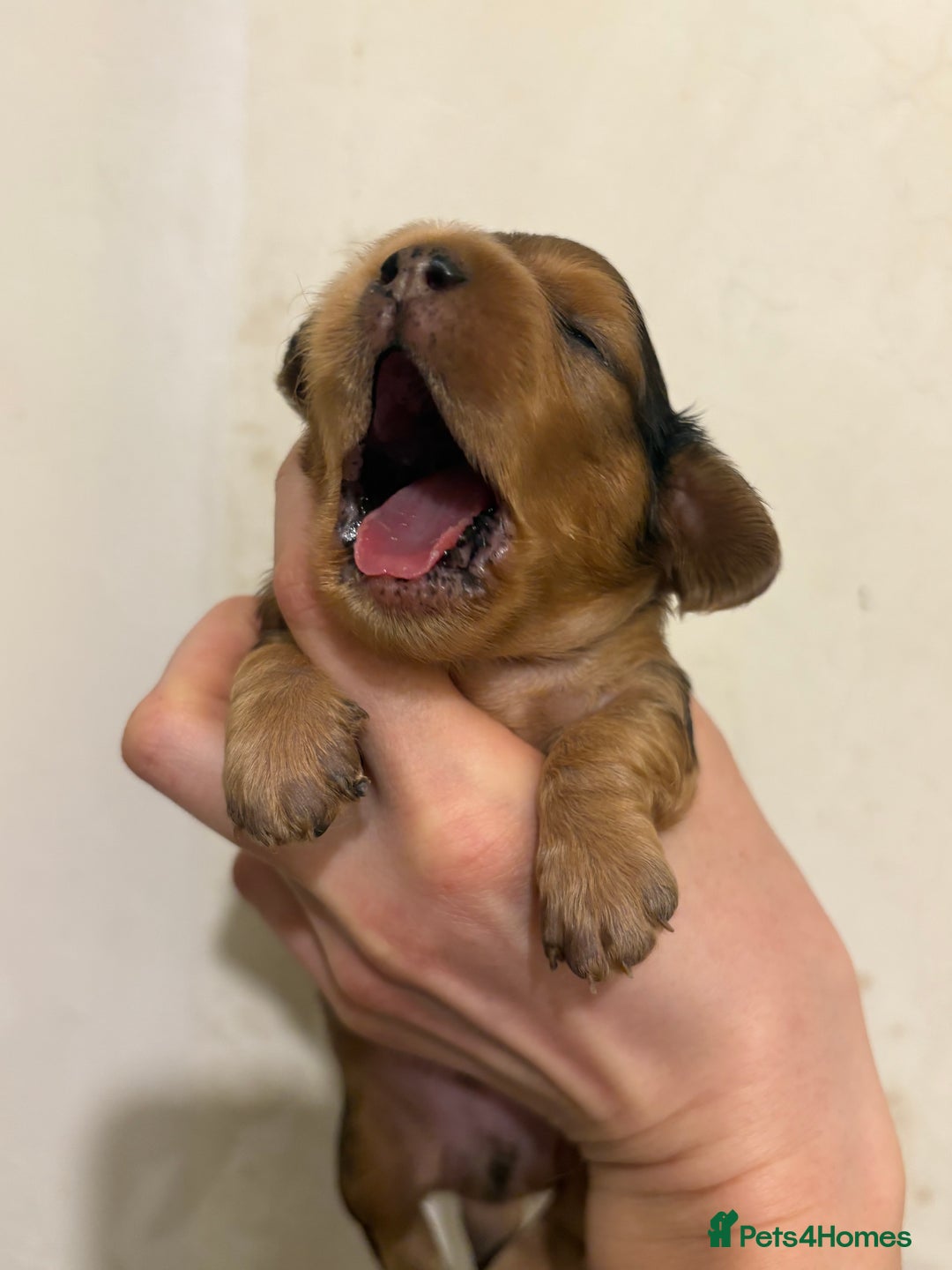 Miniature Dachshund dogs for sale: Beautiful Pedigree KC Reg Mini Longhair Dachshunds - Advert 28