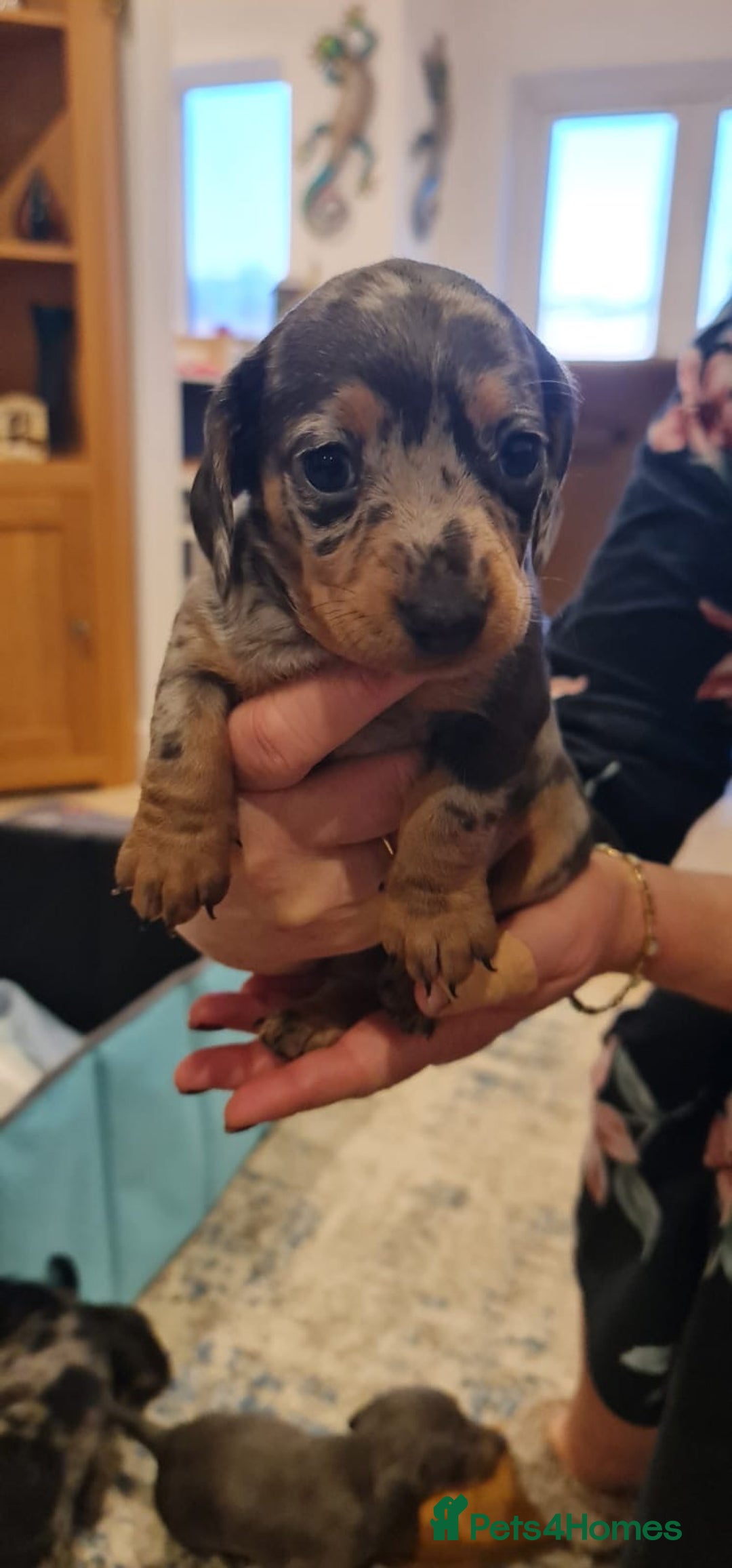 Miniature Dachshund dogs for sale: Miniature Daschund puppies - Advert 14