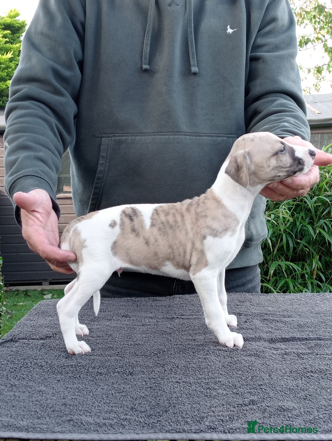 Whippet dogs for sale: STUNNING LITTER OF KC REGISTERED WHIPPET PUPPIES  - Image 13