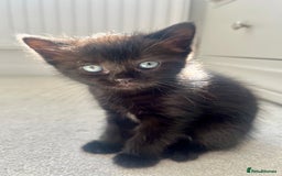 Ragdoll cats for sale: Very friendly Affectionate Ragdoll x kitten - Image 1