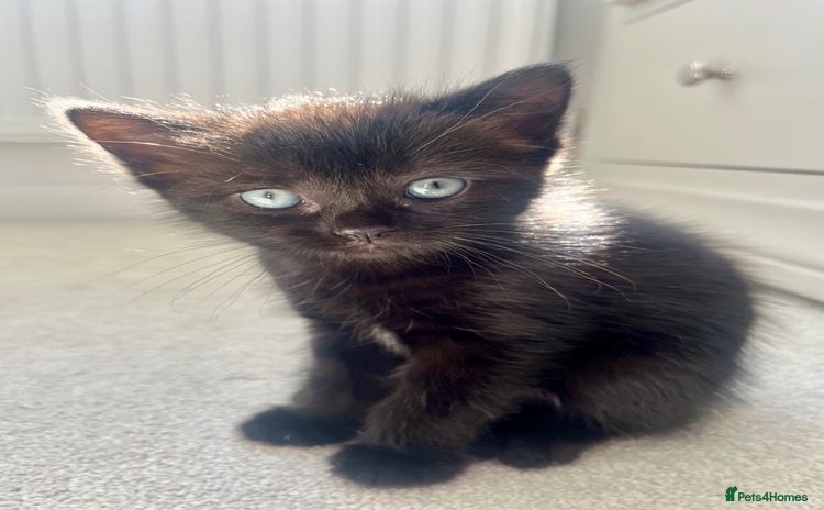 Ragdoll cats for sale - Advert 1