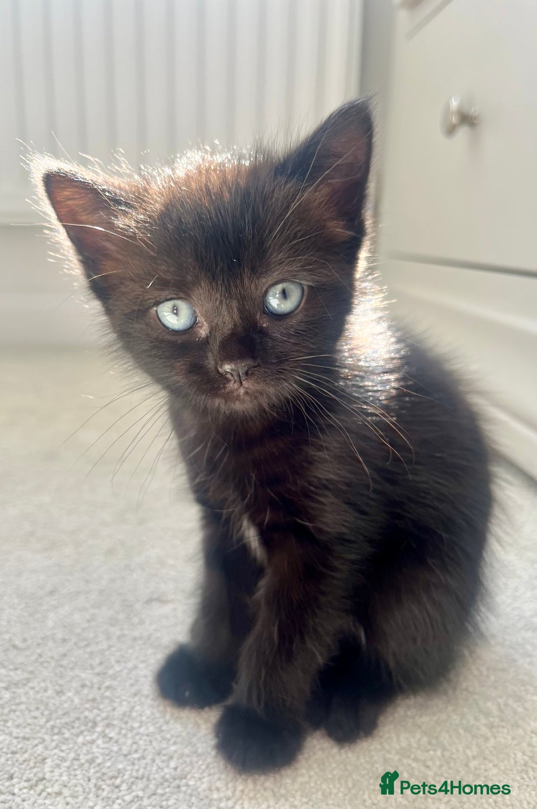 Ragdoll cats for sale: Very friendly Affectionate Ragdoll x kitten - Image 1