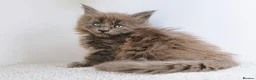 Maine Coon cats for sale: Blue maine coon kittens -DNA health tested parents - Advert 5