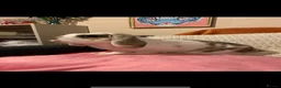 English Lop rabbits for sale: 2 x rabbits and hutch  - Advert 2