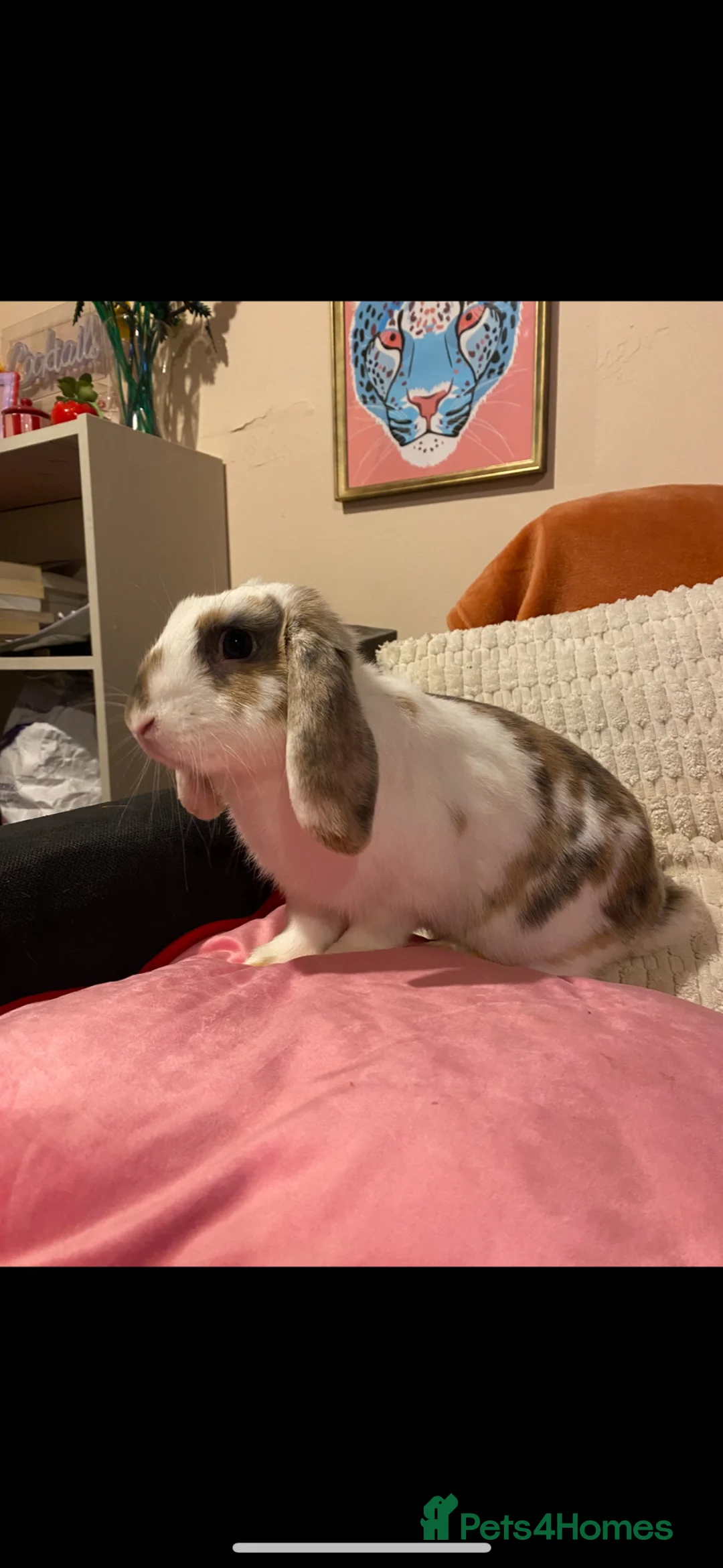 English Lop rabbits for sale: 2 x rabbits and hutch  - Advert 2