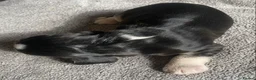 Cocker Spaniel dogs for sale: Show Type Cocker Spaniel Puppies - Advert 34