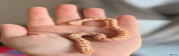 Snake reptiles for sale: Male Albino Western Hognose Snake And Set Up  - Advert 2